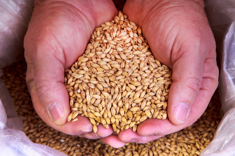Handful of Grain