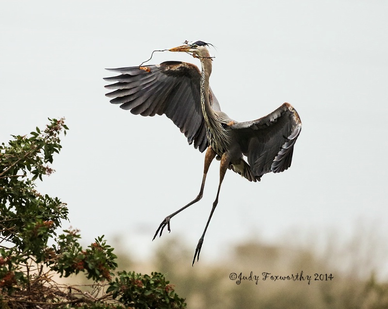 Great Blue Heron With A Stick For The Nest 
