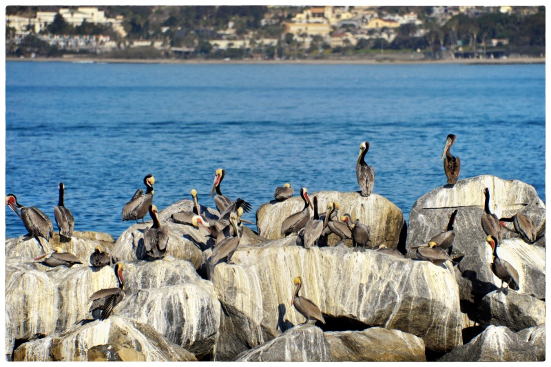 A Fine Flock