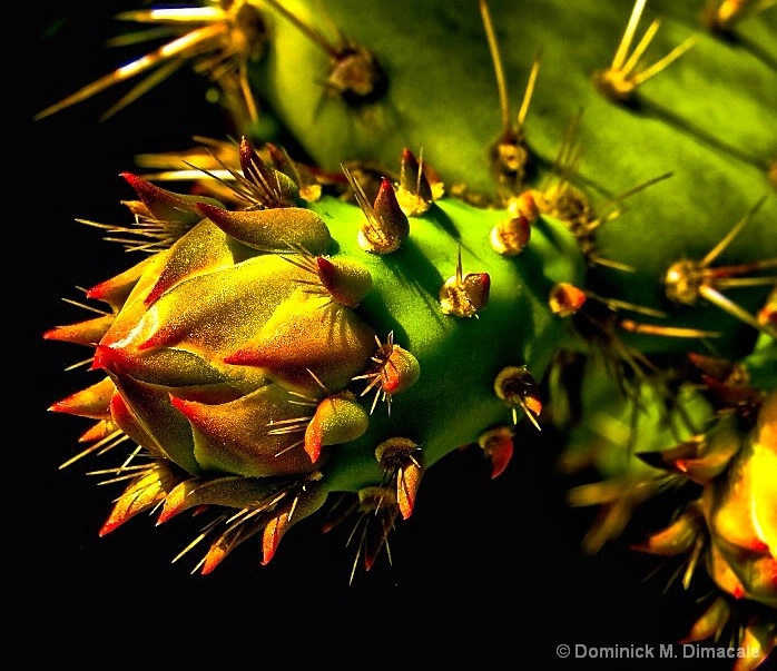 ~ ~ RED THORNY TIPS ~ ~ 