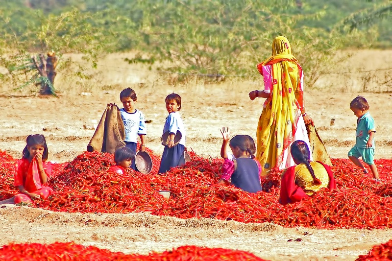 Children working with Chili peppers