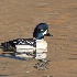 © Leslie J. Morris PhotoID # 14357445: Barrow's Goldeneye