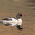 © Leslie J. Morris PhotoID # 14357473: commonmerganser 65k6020