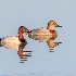 © Leslie J. Morris PhotoID # 14357518: canvasback 65k4114 web