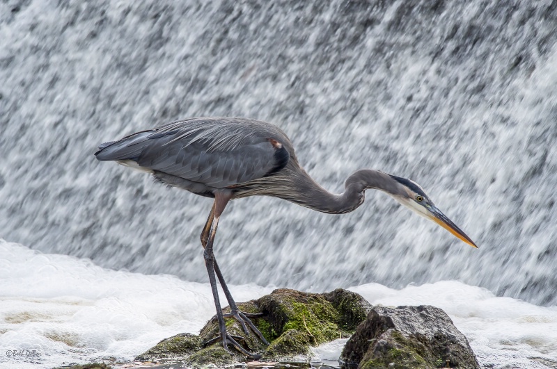 Fishing - Animals 1/23/14