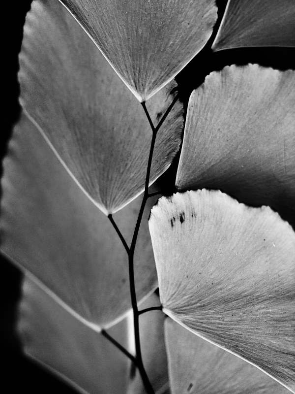 Black & White In The Garden 7 _ Ginko Patterns