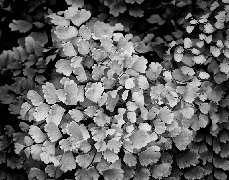 Black & White In The Garden 6 - Little Fern