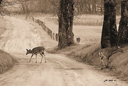 Deer Crossing....