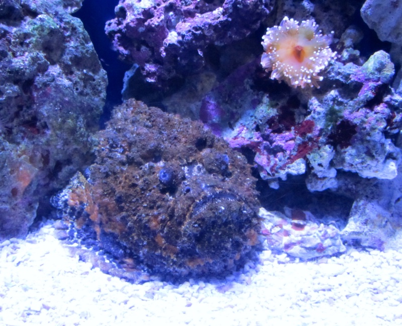 Rock fish at Aquarium of the Pacific