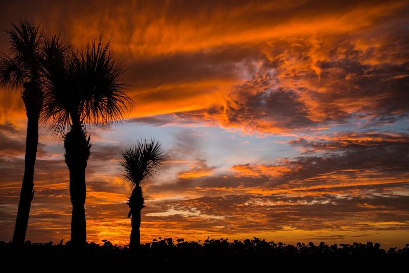 Palm Sunset - ID: 14358946 © Stanley Singer