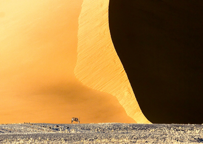 Oryx At Dune 53