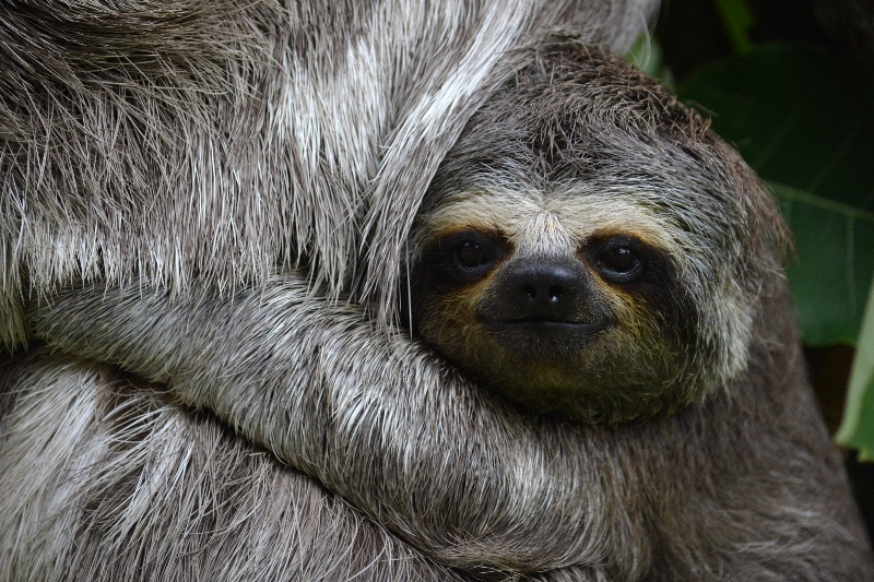 Mother and Baby Sloth
