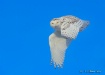 Snowy Owl fly by