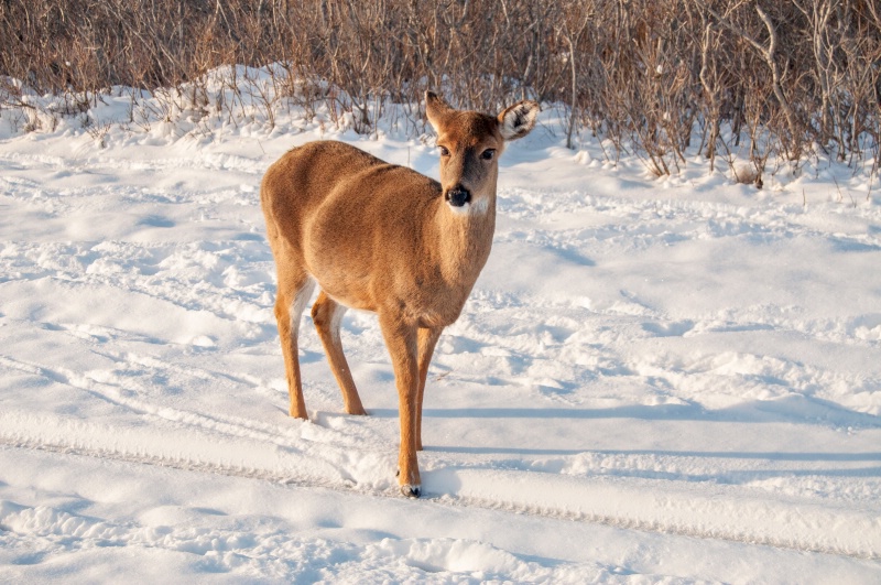 White Tail Deer in Snow