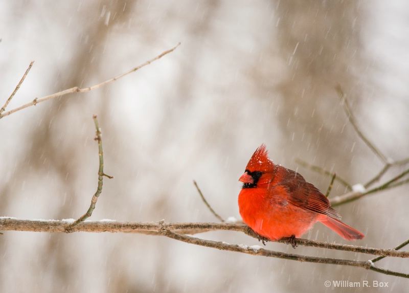 Cardinal-Cropped and Rotated