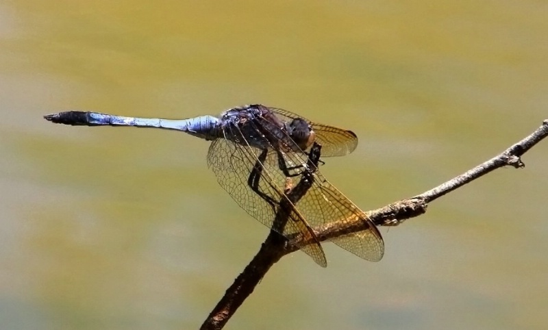 Perched