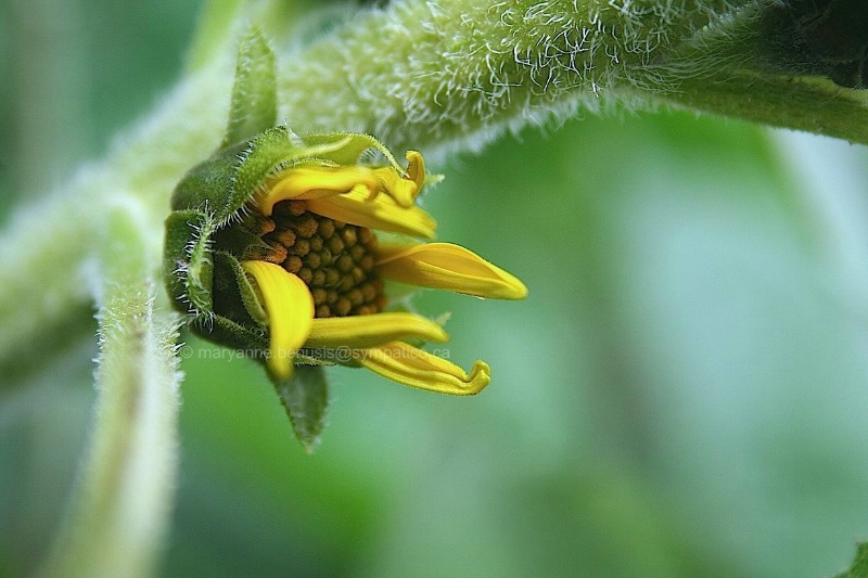 A new sunflower #2