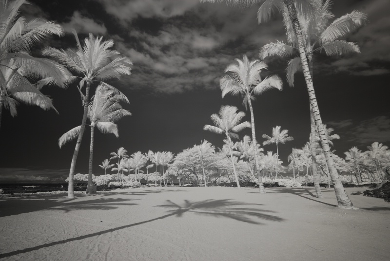 Big Island palm trees