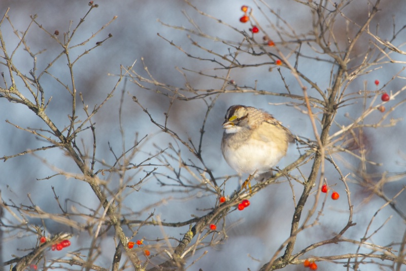 White Throated Sparrow and Hawthorn Berries