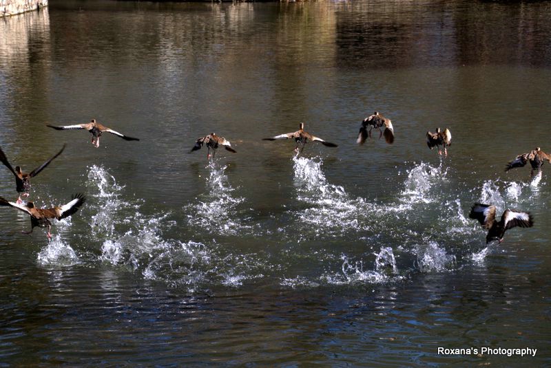 Ducks taking off