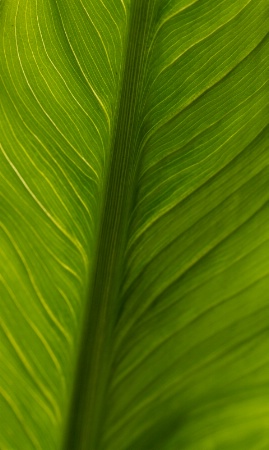Patterns in Green