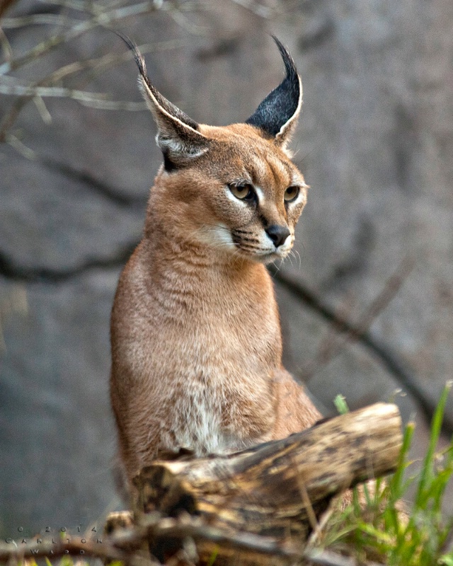 Caracal (Desert Lynx) japzoo14 0209a