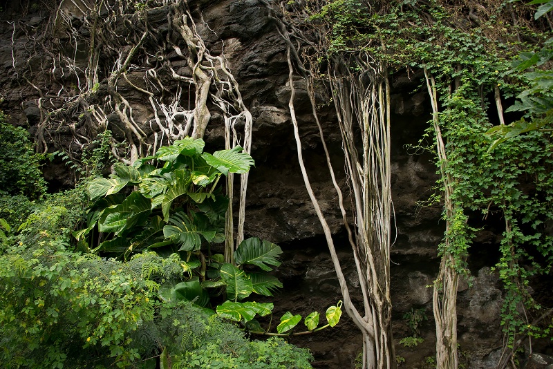 Vegetation Rock Cliff, Kauai HI North Shore