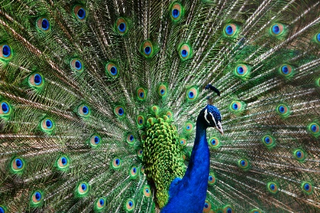 Peacock Charming