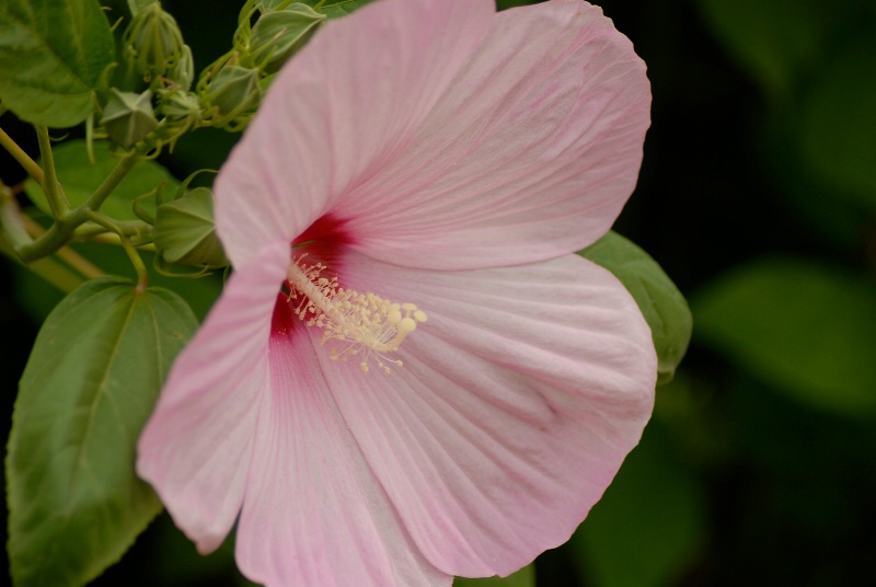 Hibiscus: Moss Rose