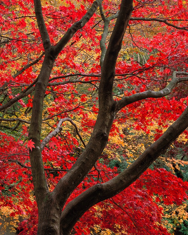 Autumn maple, Vancouver B.C. Canada