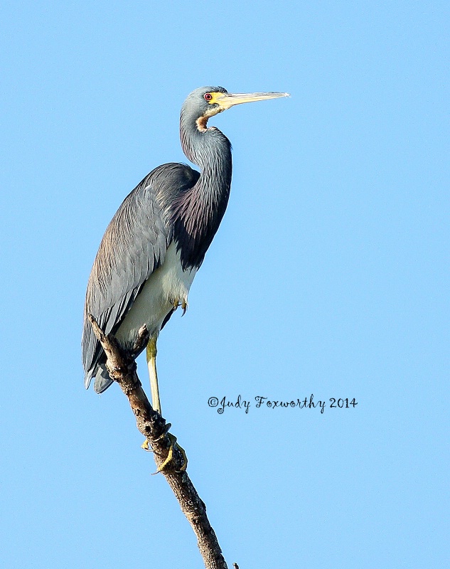 Tricolored Heron Taking A Rest