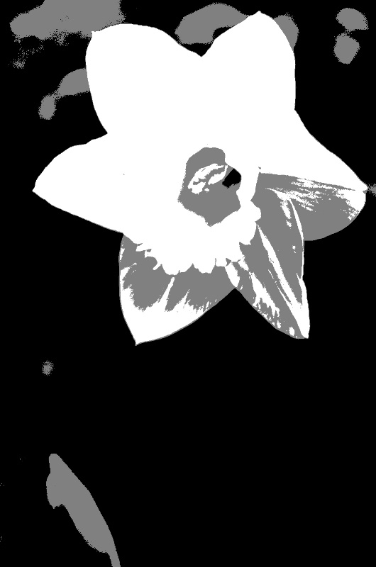 Daffodil - notan