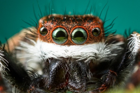 Jumping Spider