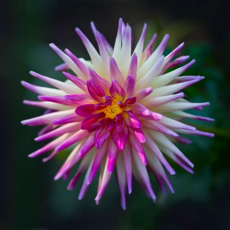 Dahlia Star