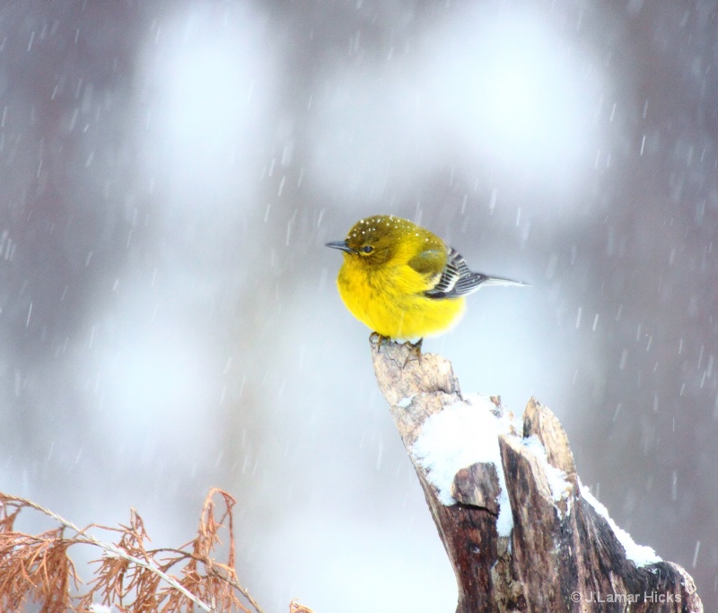 Pine Warbler-Snowy Day Perch