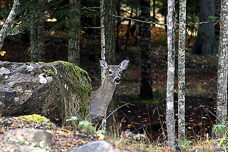 Doe playing peek a boo - ID: 14365662 © Jody A. Hatley