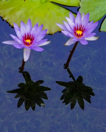 Purple Water Lilys