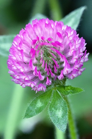 Clover Flower