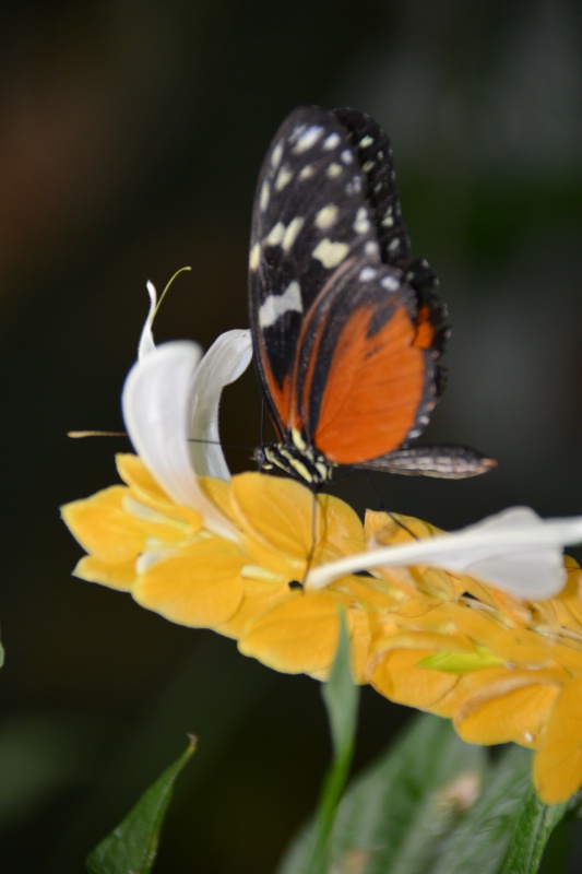 BRANSON BUTTERFLY AVIARY - ID: 14366750 © SHIRLEY MARGUERITE W. BENNETT