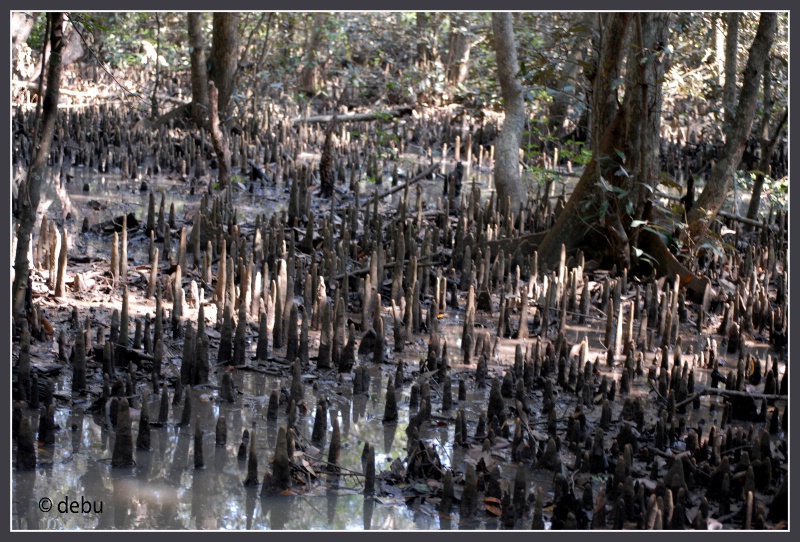 Mangrove roots (Pneumatophore)