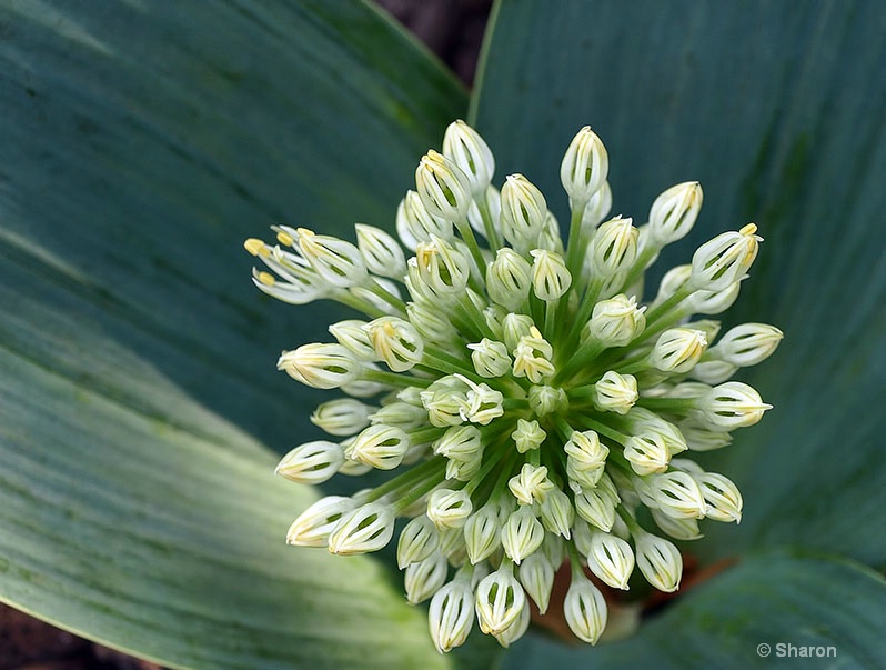 Spring is Bursting Out