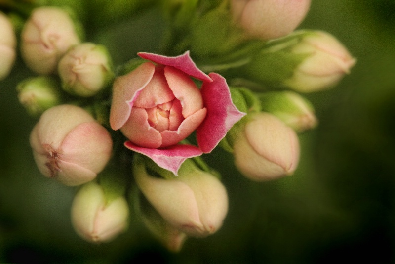 kalanchoe debut