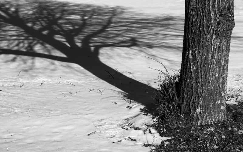 Shadowy Tree