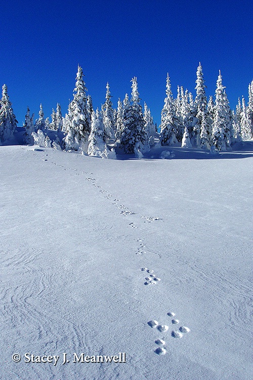 Foot Prints - ID: 14367748 © Stacey J. Meanwell
