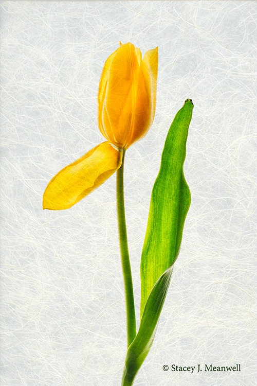 Tulipe - ID: 14367751 © Stacey J. Meanwell