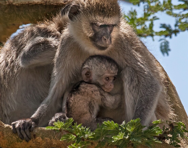 Vervet Monkey and Infant