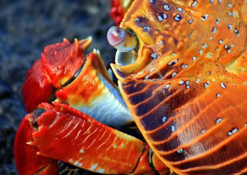 Distinctive Crab Colors