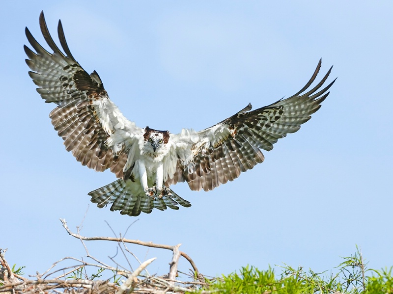 The Landing Osprey