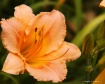 Peach Lily