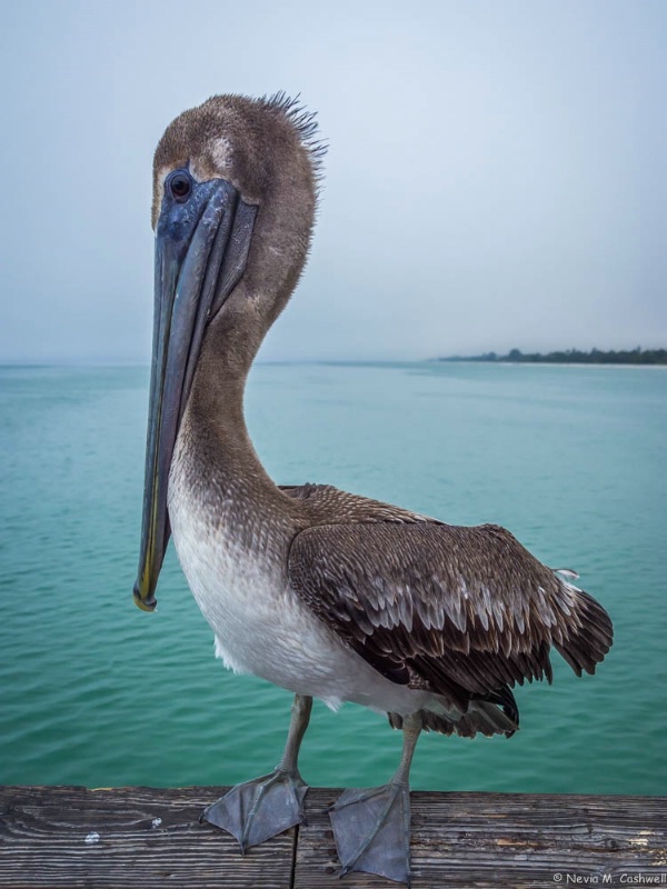Young Brown Pelican on Naples Pier
